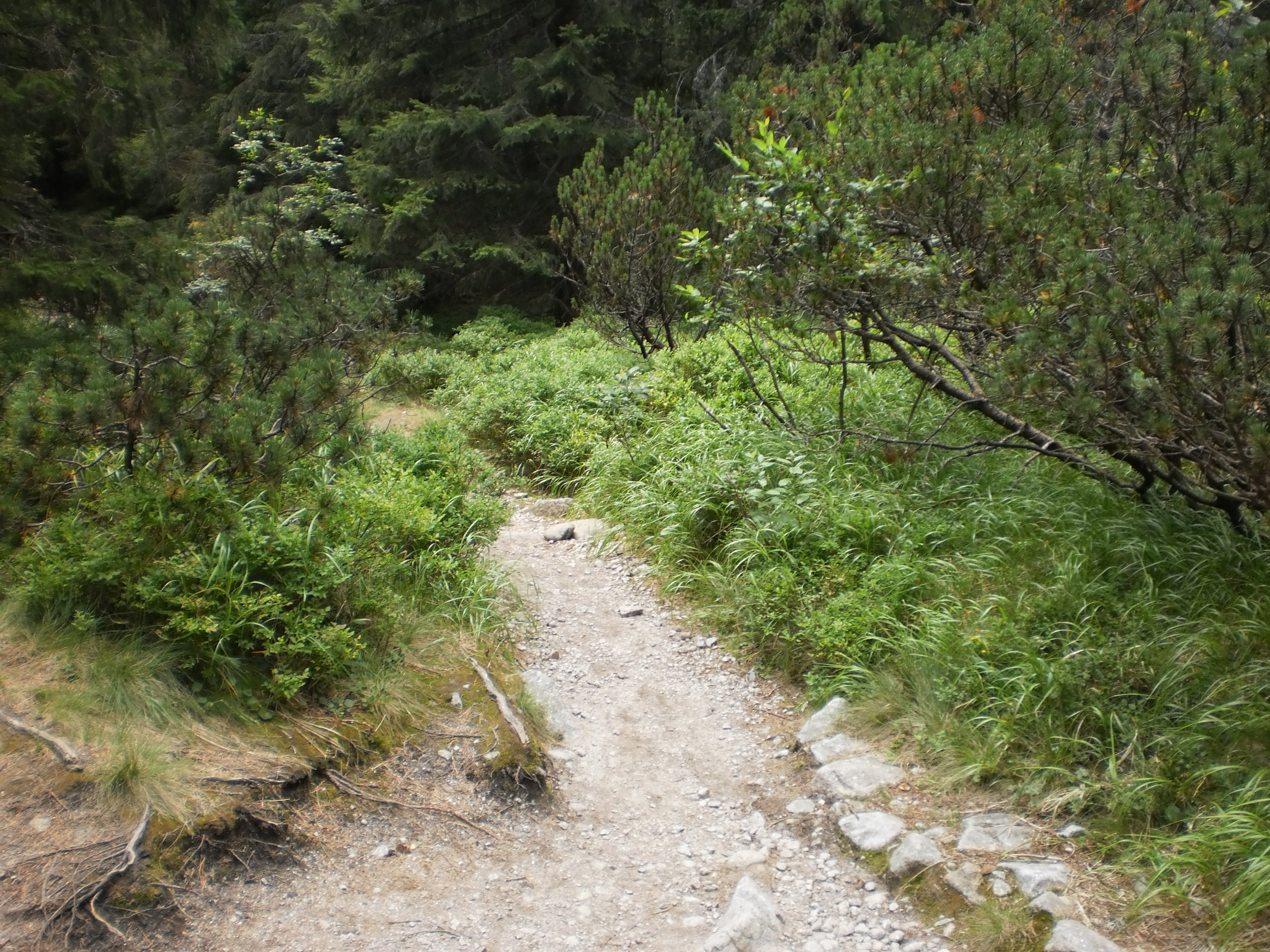 tatry (158)